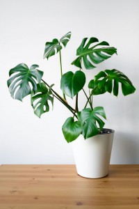 گیاهان معمولی آپارتمانی-monstera-1641844475.jpeg