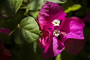 220px-----_-----------_bougainvillea_08.jpg
