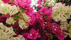 224px-bougainvillea-_behbahan.jpg